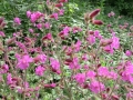 red campion