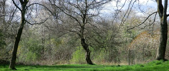 Friends of Broadhurst Park