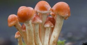 Wild Mushroom image