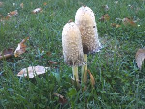 Lawyers Wigsmushrooms (Coprimus Comatus) Image