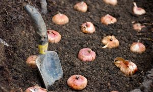 bulb planting image