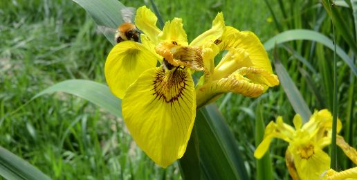 Friends of Broadhurst Park