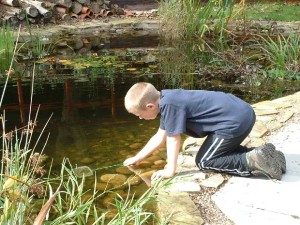 child dipping into pond to catch insects