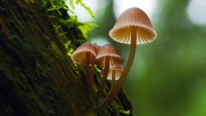 image of a mushroom growing on tree bark