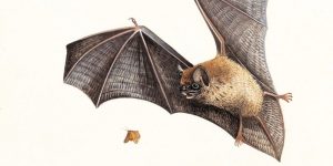 image of bat with with outstretched wings