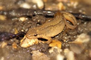 smooth newt image