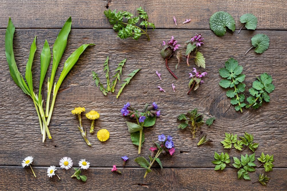 edible wild plants image