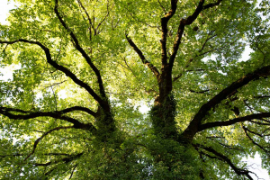 Yggdrasil, the great Ash Tree around which the nine worlds exist.